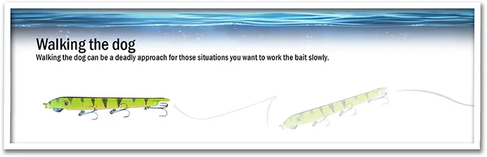 Walk the Dog - Walking the dog can be a deadly approach for those situations you want to work the bait slowly.